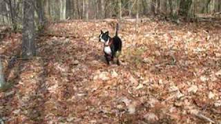 preview picture of video 'Hiking with Sheila, Plinko and Max. Johnson Draft to Braley Pond, Feb 27 2011'