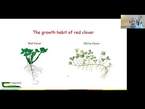 The Signpost Series Webinar: Managing Red Clover on Dairy Farms