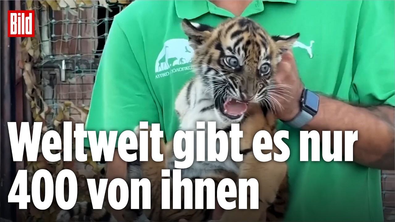 ATHEN: Hoffnung für Raubkatzen – Tiger-Drillinge sollen bedrohte Art bewahren