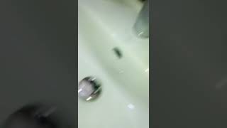 Download lagu AKTIFITAS SEHARI HARI GOSEK WC SMUA RUANGAN HRUS BERSIH WANGI MENGKILAP TIPS BETAH DI RUMAH 💖🌸 mp3 Download lagu AKTIFITAS SEHARI HARI GOSEK WC SMUA RUANGAN HRUS BERSIH WANGI MENGKILAP TIPS BETAH DI RUMAH 💖🌸 mp3