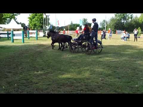 Fahrturnier Ostenfelde 21.8.2022