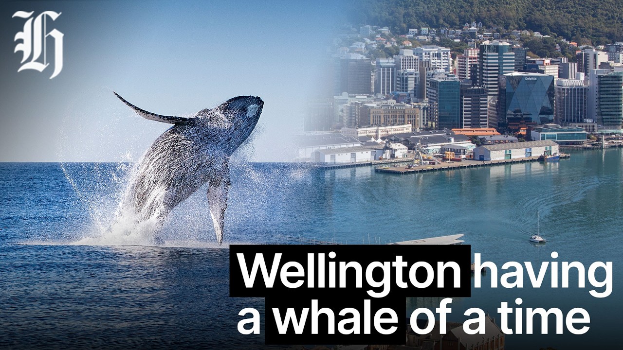 Wellington having a whale of a time | Ryan Bridge TODAY