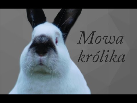 , title : 'Jak rozumieć królika? - królicza mowa / PORADNIK'