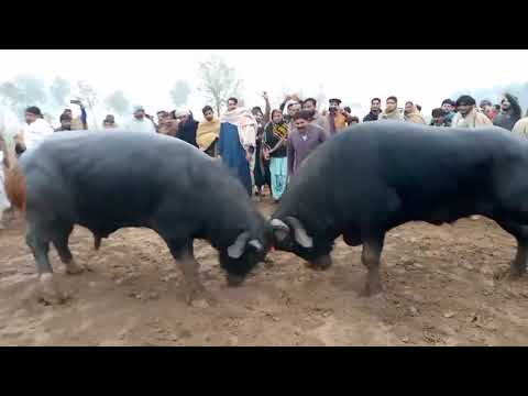 Bull fight  Chota fight  Sakhi badshah vs Mushka  Sakhi Badshah  Afzal Gujjar  Badshah