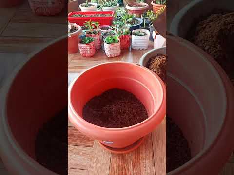 , title : 'How to Transplant Water Rooted Cutting of Hibiscus Plant to Soil. Easy and Simple #hibiscus'