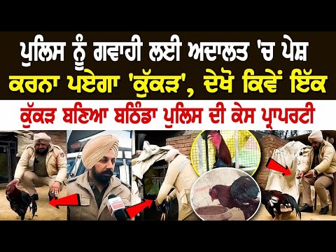 Police ਨੂੰ ਗਵਾਹੀ ਲਈ ਅਦਾਲਤ 'ਚ ਪੇਸ਼ ਕਰਨਾ ਪਏਗਾ 'ਕੁੱਕੜ', ਦੇਖੋ ਕਿਵੇਂ ਇੱਕ ਕੁੱਕੜ ਬਣਿਆ ਬਠਿੰਡਾ ਪੁਲਿਸ ਦੀ ਕੇਸ...