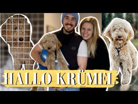 Hello Krümel | ANIMAL SHELTER PUPPY moves in | 1st day + 1st night | Fibis Adventures