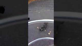 猫に餌付けした男