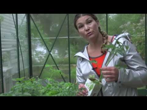 Tjuva tomater - så här gör du och använd tjuvarna !