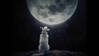 ZUCCHERO - NO SERE YO