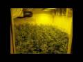 Limbo marijuana grow room with 99 NLX / www.limbo-co.com