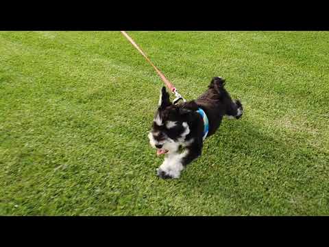 Zigfrida (Mini Schnauzer) Primrose Park, Cammeray, Dec 2020