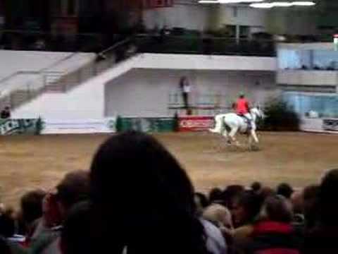 potęga skoku poznań, niegrzeczny koń