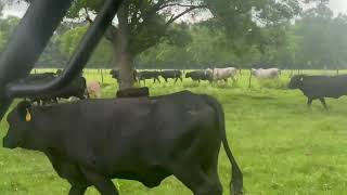 Fall Calving Crossbred Cows, Red Angus Bulls