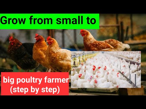 , title : 'How to start a poultry farm in Nigeria-step by step guide.'