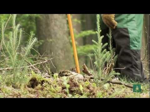 5) Aufforstung mit Erfolg