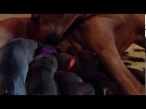 Nærleiken's Ayakull 8 dager gamle