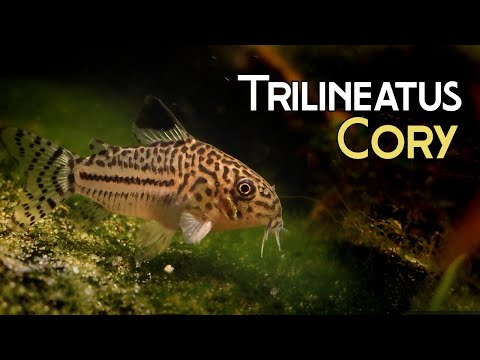 Pancierik trojpruhý (Corydoras trilineatus) — video o chove a starostlivosti