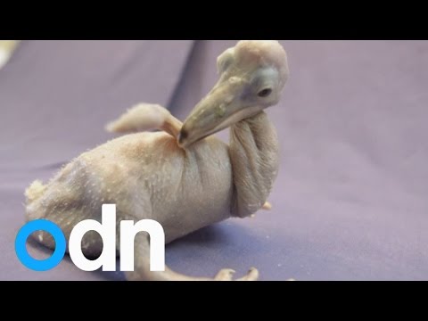 Rare Dalmatian pelican chicks to be raised at San Diego Zoo