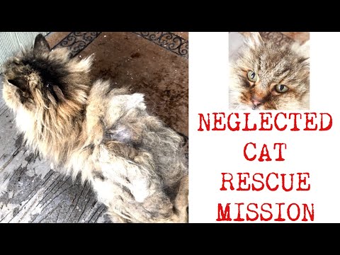 CAT RESCUE (1): Encountering Animal Neglect/Abuse and Responding