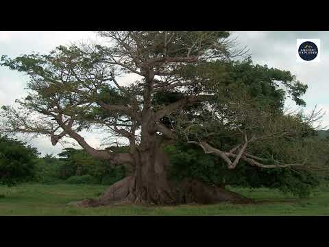 Paint the World Tree of the Ancient Maya