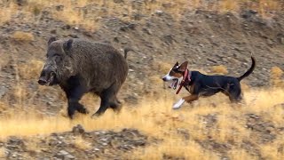 Como Caçadores Utiliza Cães de Caça Para Controlar a Praga Mais Perigosa do Brasil