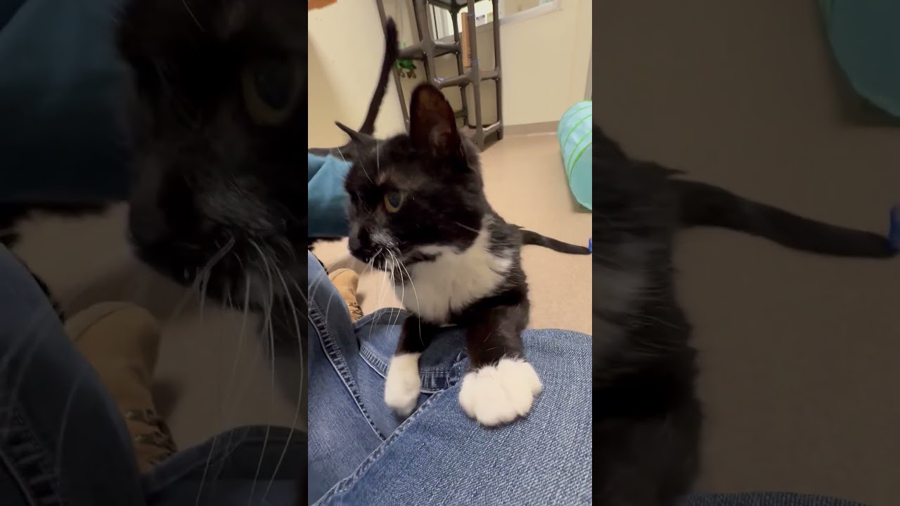 Enlarge Albert - Super Sweet Guy!, a ADOPTABLE Domestic Short Hair in Oshkosh, WI video 4/4