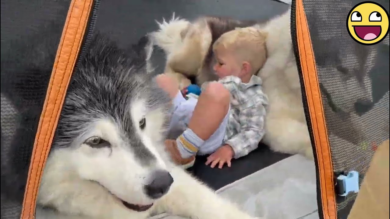 💞 "Baby Meets Pets – Cutest & Funniest Moments Ever!"🐕🐱