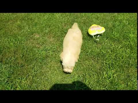 Rare color for soft coated wheaten