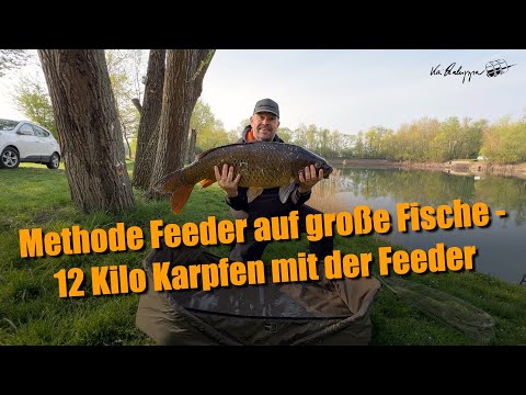 Method Feeder auf große Karpfen - 12 Kilo Karpfen mit der Feeder