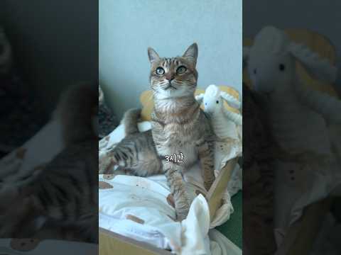 하루 21시간 자는 우리 집 고양이