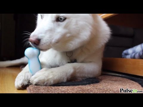 download lagu mp3 mp4 Chilly Bone For Dogs, download lagu Chilly Bone For Dogs gratis, unduh video klip Chilly Bone For Dogs