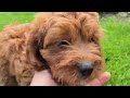 Cavapoo dogs for sale: Harvey - Video 1