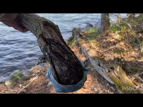 Hunting Yamadori Bonsai