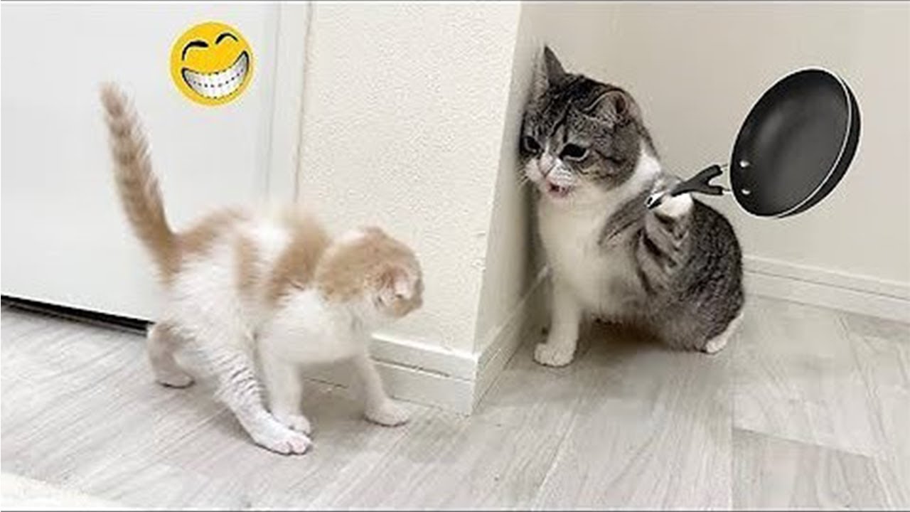 Funniest Animals 😄😃🤣 New Funny Cats and Dogs Videos 😹🐶