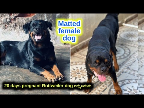 Top quality Rottweiler dog for sale in telugu/8328501516 /aj pets 