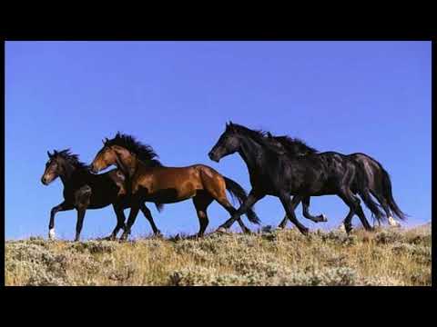 Murgule, calutul meu.-Ion Kilogram