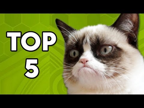 Grumpy Cat Movie Explained