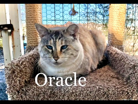Oracle, an adoptable Siamese Mix in Williamsburg, NM_image-1