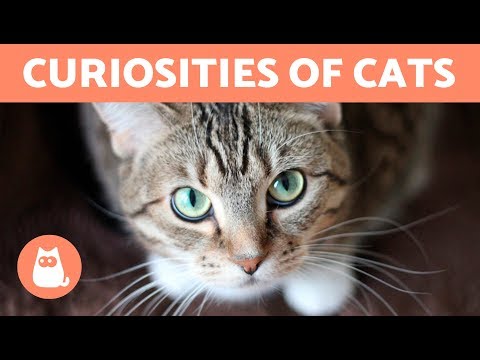 Can a cat defend its owner? - YouTube