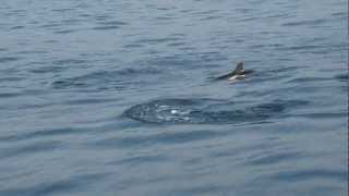 Dolphin Sightseeing Trip in Gibraltar 2012 (HD)