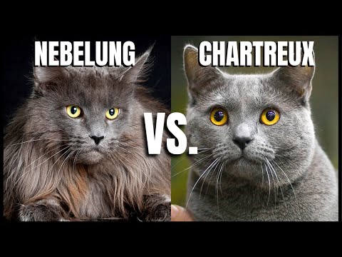 Nebelung Cat VS. Chartreux Cat