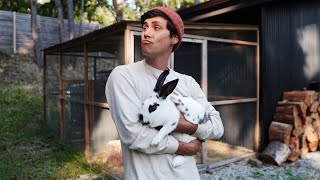 Rats, raccoons, and rabbits? Our small-scale homestead keeps growing (in unexpected ways)