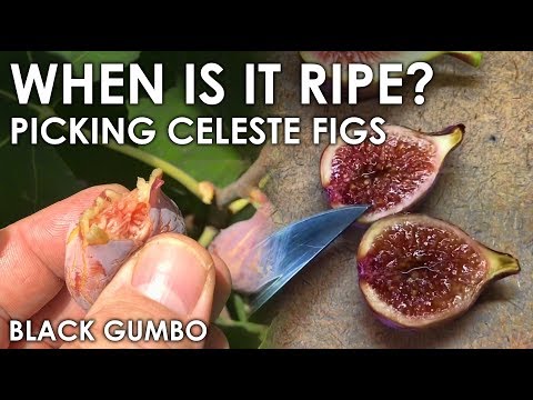 When is My Celeste Fig Ripe? || Black Gumbo
