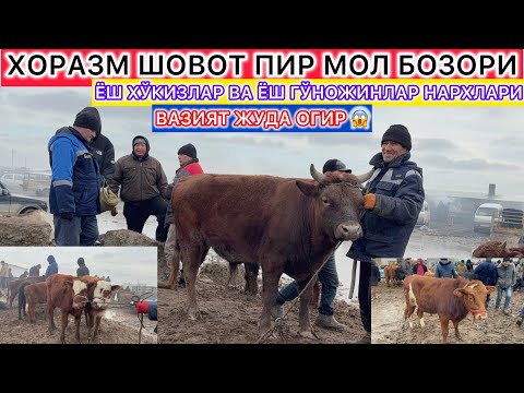 ВАЗИЯТ ЖУДА ОГИР ЁШ ХЎКИЗЛАР ВА ЁШ ГЎНОЖИНЛАР НАРХЛАРИ ХОРАЗМ ШОВОТ ПИР МОЛ БОЗОРИ 11-февраль