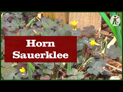 Sauer Hornklee im Garten