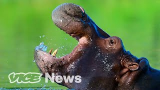 Pablo Escobar's 'Cocaine Hippos' Might Finally Need to Be Killed