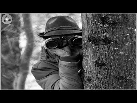 Krimi Hörspiel - Der Schöne Schein - Wolfgang Zander