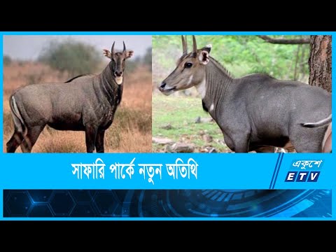 গাজীপুর সাফারি পার্ক: ৮০ বছর পর জন্ম নিলো নীল গাইয়ের দুটি বাচ্চা