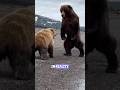 This Is Why You Will Never ESCAPE From A Bear